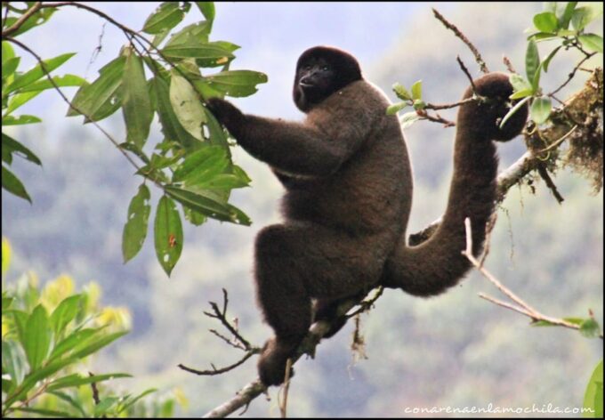 5-Day Excursion to Manu National Park - Getting to Manu National Park