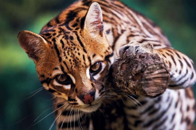 5-Day Excursion to Manu National Park - Top Activities in Manu