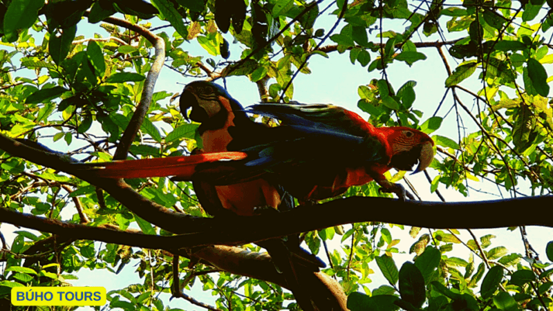 5-Day Excursion to the Manu Cultural Zone - Nature and Wildlife Experience