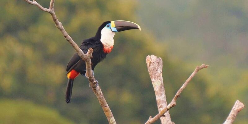 5-Day Excursion to the Manu Cultural Zone - Accommodation and Meals