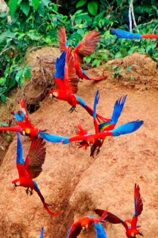 5-Day Excursion to the Manu Cultural Zone - Transportation and Inclusions