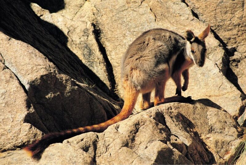 5-Day Flinders Ranges & Outback Eco Tour From Adelaide - Key Points