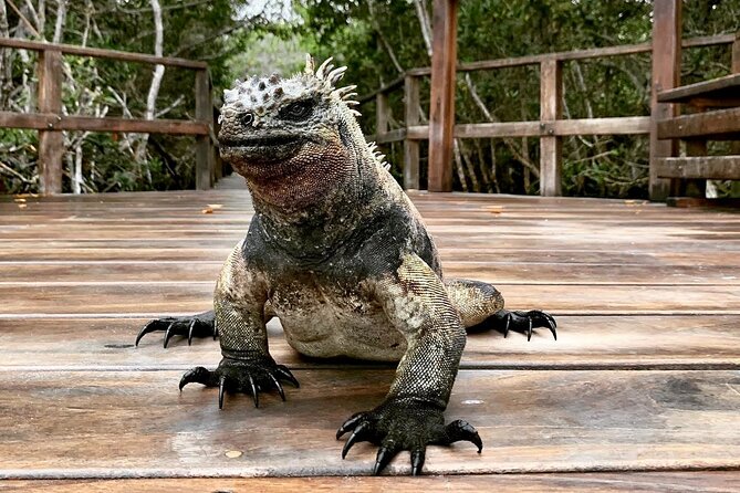 5-Day Galapagos Island Hopping Tour: Los Tuneles, Tintoreras and Isabela - Accommodation and Logistics
