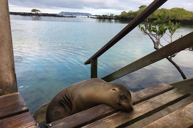 5-Day Galapagos Island Hopping Tour: Los Tuneles, Tintoreras and Isabela - Puerto Ayora Bay Tour