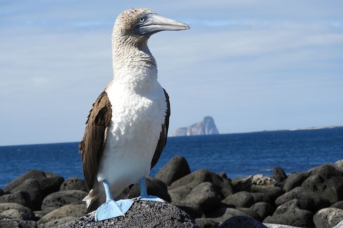 5-Day Galapagos Island Hopping Tour: Los Tuneles, Tintoreras and Isabela - Island Hopping and Snorkeling