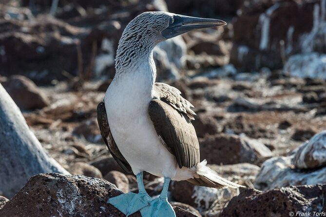 5 Day Galapagos Islands Cruise on Board the Seaman Journey 2025 - Itinerary Overview