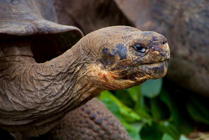 5-day Galapagos on a Budget Experience - Arrival and Departure Details