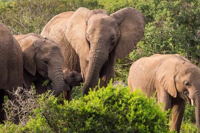 5 Day Garden Route and Addo Safari - Best of South Africa Small Group Tour - Magnificent Landscapes