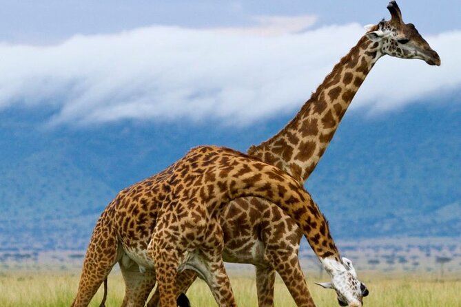 5 Day Garden Route Small Group Tour Fr CapeTown - Departs Mondays - Meeting and Pickup
