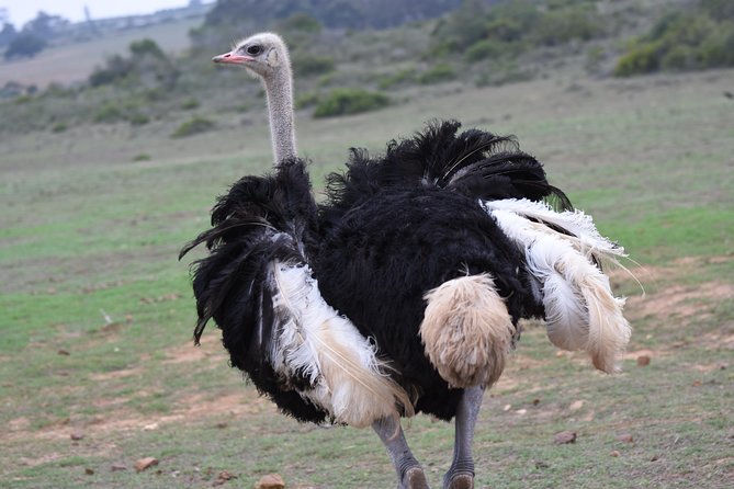 5 Day Garden Route Tour and Addo Elephant National Park - Tour Type