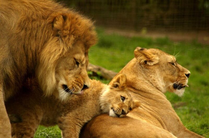 5 Day Garden Route Tour From Cape Town + Addo National Park - Accommodation and Meals