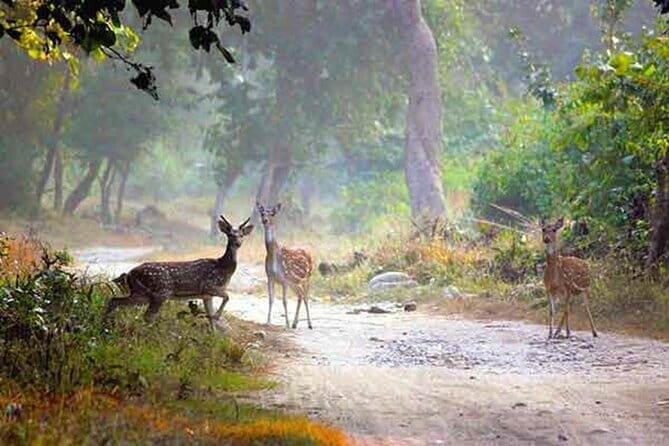 5-Day Golden Triangle Delhi Agra Jaipur Tour with Leopard Safari - Final Thoughts