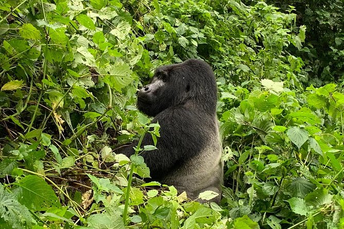 5 Day Gorillas, Wildlife and Kalinzu Forest Chimp Trek - Encountering Wildlife in Queen Elizabeth National Park