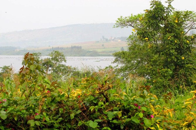 5 Day Gorillas, Wildlife and Kalinzu Forest Chimp Trek - Trekking Kalinzu Forest Reserve