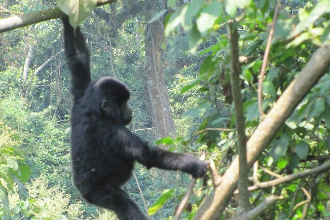 5 Day Gorillas, Wildlife and Kalinzu Forest Chimp Trek - Transportation and Pickup