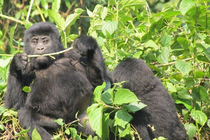 5 Day Gorillas, Wildlife and Kalinzu Forest Chimp Trek - Group Size and Confirmation