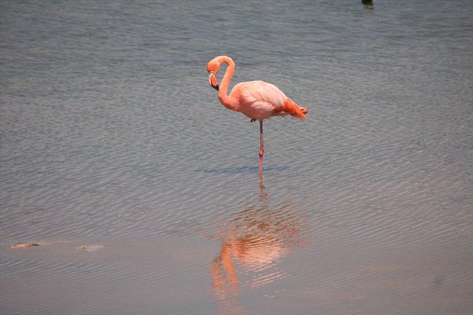 5-Day Guided Galapagos & Los Tuneles Tour - Dining Experiences