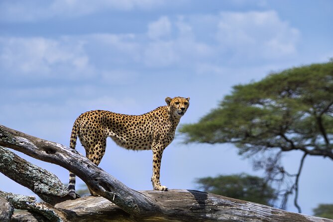 5-Day Highlights Mid-Range Crater, Serengeti, Tarangire - Private Group Size