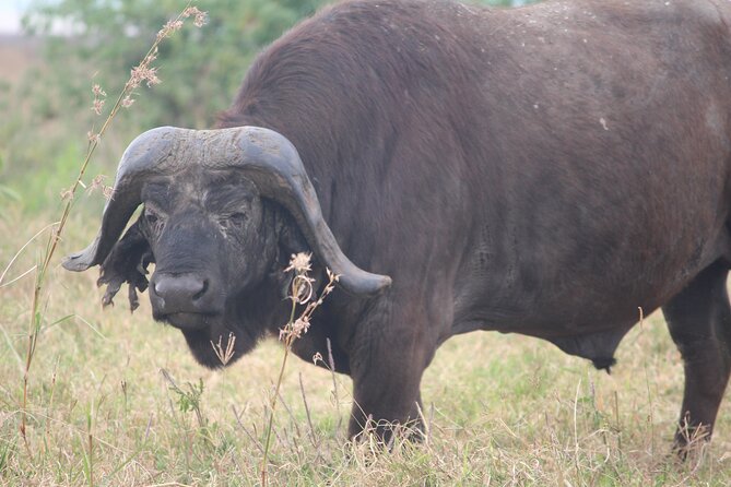 5-Day Highlights Mid-Range Crater, Serengeti, Tarangire - Arusha, Tanzania