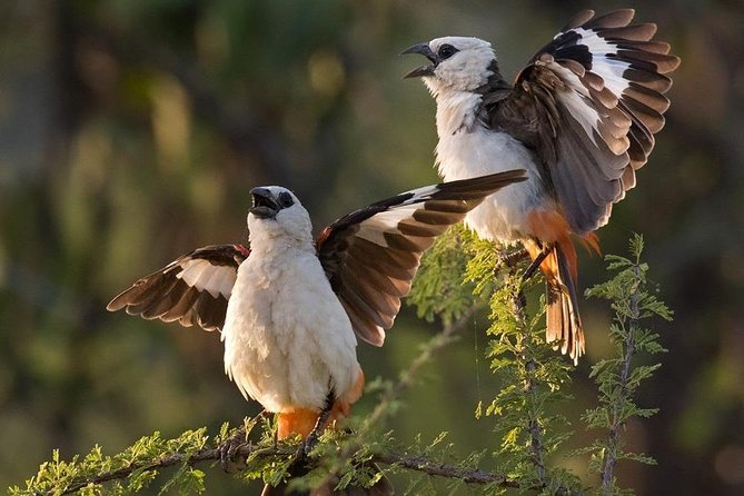 5 Day Join Group Serengeti, Ngorongoro, Tarangire, Lake Manyara - Key Points