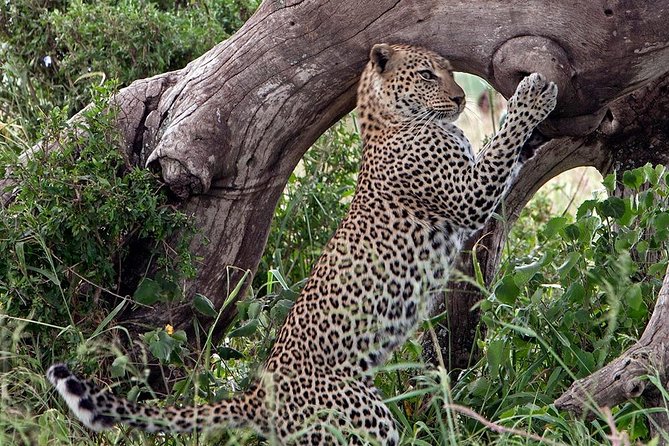 5 Day Join Group Serengeti, Ngorongoro, Tarangire, Lake Manyara - Excluded Offerings