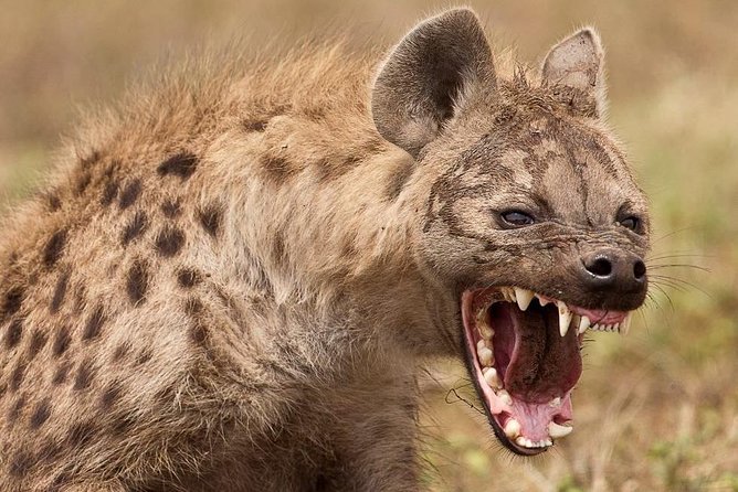 5 Day Join Group Serengeti, Ngorongoro, Tarangire, Lake Manyara - Meeting and Pickup