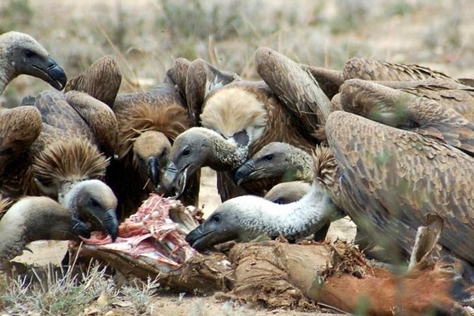5 Day Join Group Serengeti, Ngorongoro, Tarangire, Lake Manyara - Pricing and Cancellation