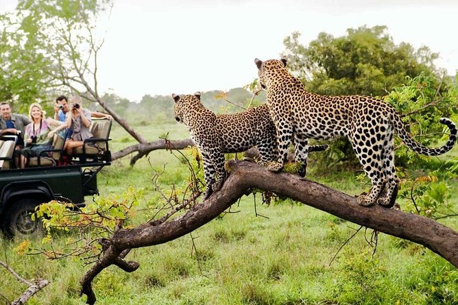 5 Day Kruger National Park and Panorama Route Safari - Meeting and Pickup