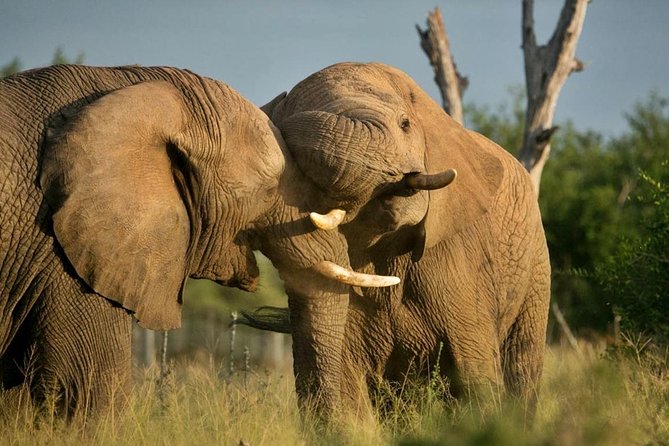 5 Day Kruger National Park and Panorama Route Safari - Accessibility