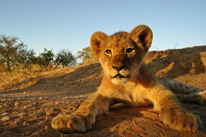5 Day Kruger National Park and Panorama Route Safari - Review Highlights