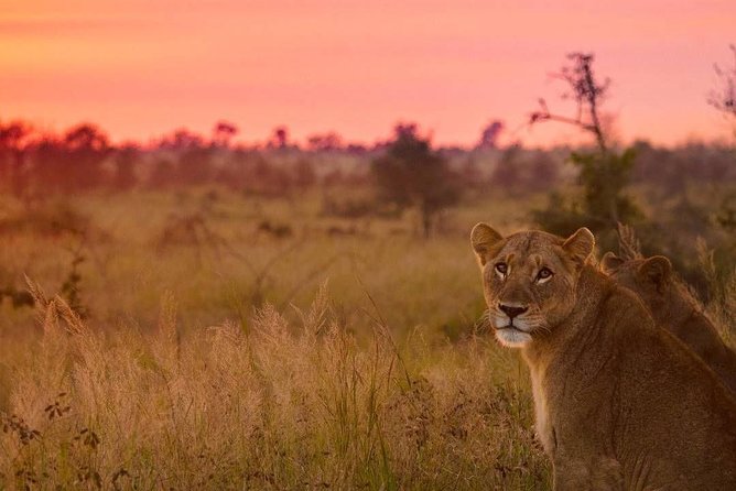 5 Day-Kruger National Park Safari From Kruger Int. Airport (Kmi), Panorama Route - Itinerary and Activities
