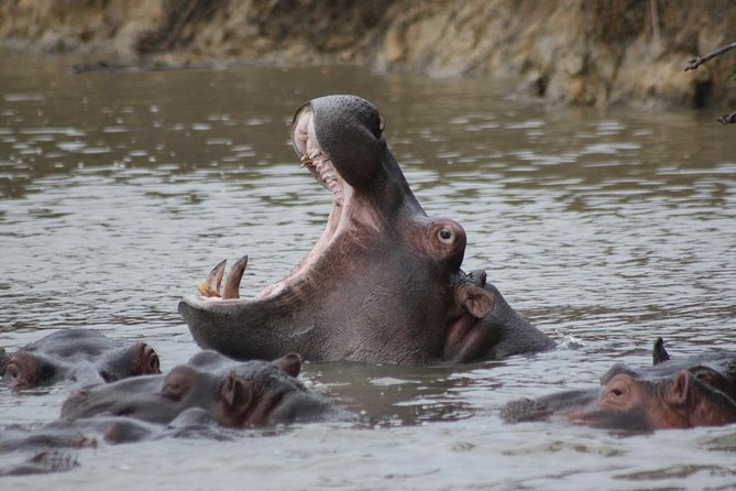 5 Day Kruger National Park Tour - Transportation and Logistics