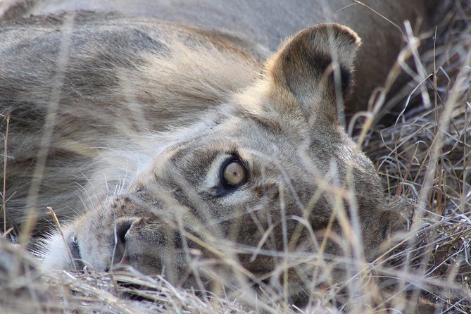 5 Day Kruger National Park Tour - Meeting Point Options