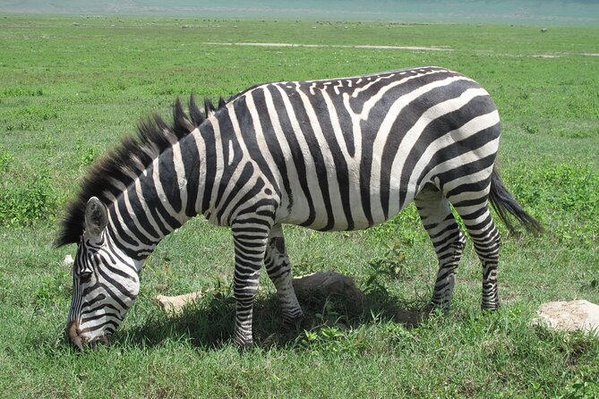 5-Day Lake Manyara, Serengeti, Ngorongoro Crater and Tarangire - Exploring the Serengeti Plains
