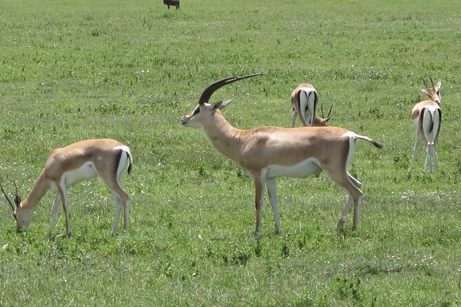5-Day Lake Manyara, Serengeti, Ngorongoro Crater and Tarangire - Discovering Ngorongoro Crater