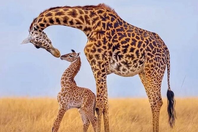 5-Day Lake Manyara, Serengeti, Ngorongoro Crater and Tarangire - Booking and Cancellation Policy
