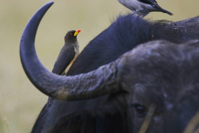 5-Day Lakes and Masai Mara Plains 4 X 4 Safari - Pickup Locations