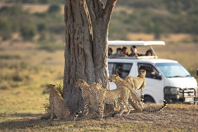 5-Day Lakes and Masai Mara Plains 4 X 4 Safari - Traveler Recommendations