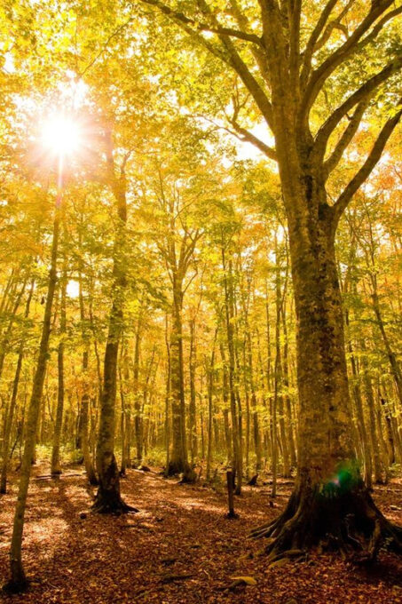5-Day Luxury Wellness Retreat Tour in Tohoku, Japan - Frequently Asked Questions
