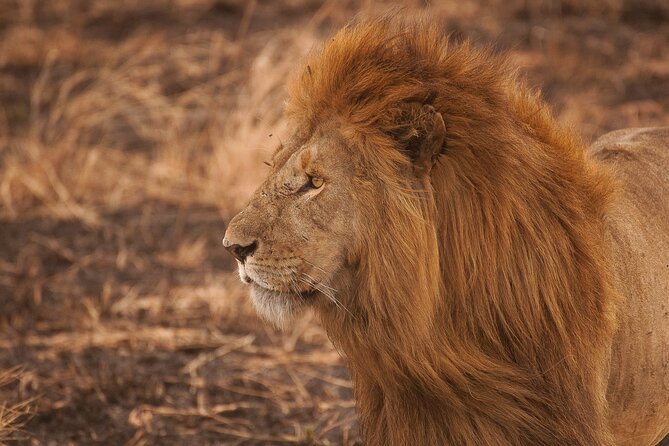 5-Day Majestic Tanzania Safari - High End All Inclusive - Wildlife Encounters
