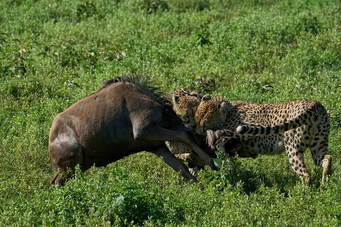 5-Day Majestic Tanzania Safari - High End All Inclusive - Transportation and Logistics