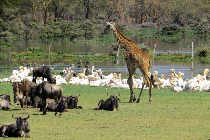 5-Day Masai Mara Lake Nakuru and Naivasha Small-group Safari Tour - Highlights of the Tour