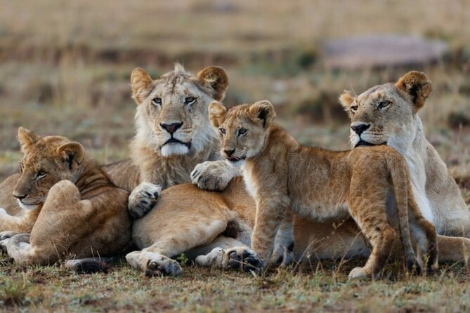 5-Day Masai Mara Lake Nakuru and Naivasha Small-group Safari Tour - Cancellation and Refunds