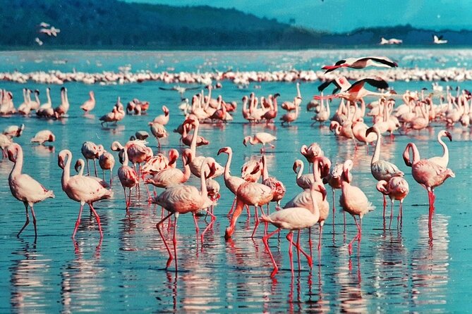 5-Day Masai Mara Lake Nakuru and Naivasha Small-group Safari Tour - Additional Considerations