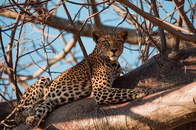 5-Day Mid-Range Safari in Tanzania - Inclusions