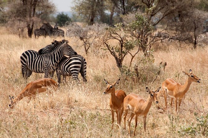 5-Day Mid-Range Safari in Tanzania - Reviews and Pricing