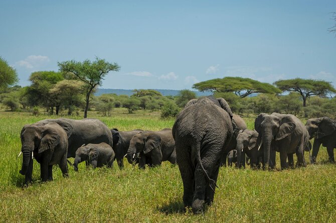 5-Day Mid-Range Safari in Tanzania - Daily Itinerary