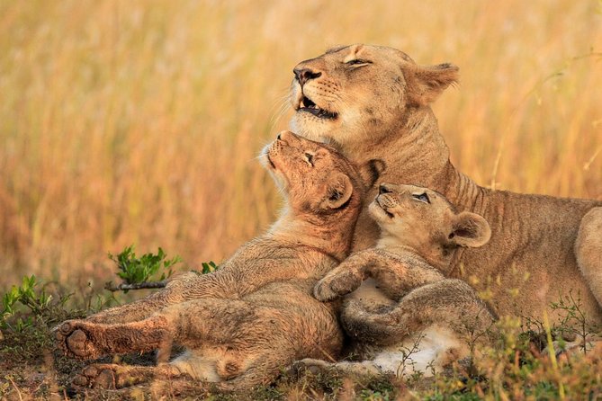 5 Day Mid Range Tanzania Safari - Tour Activities
