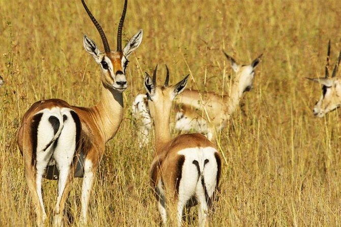 5 Day Mid Range Tanzania Safari - Transportation and Logistics