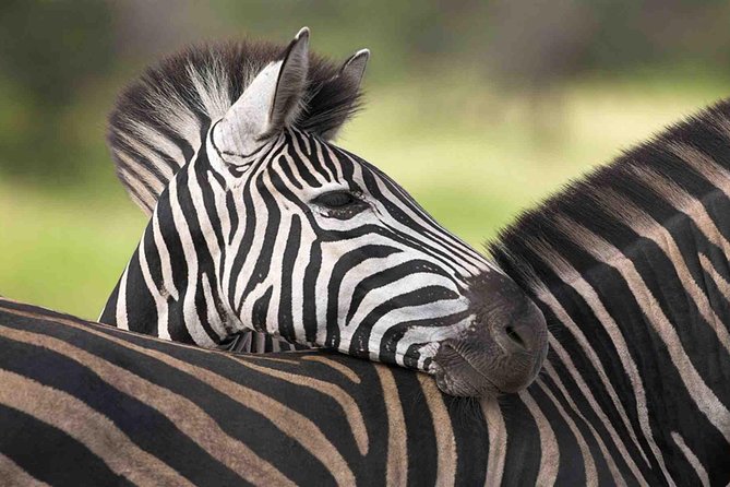 5 Day Mid Range Tanzania Safari - Included and Excluded